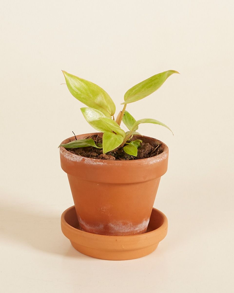 Baby Philodendron Baumfreund Painted Lady