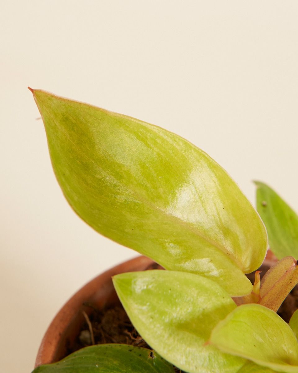 Baby Philodendron Baumfreund Painted Lady