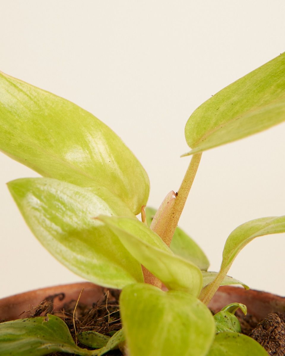Baby Philodendron Baumfreund Painted Lady
