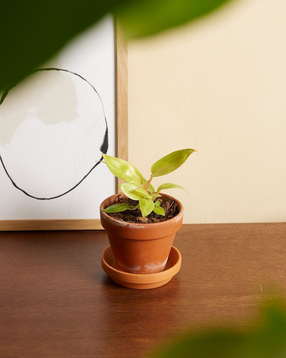 Baby Philodendron Baumfreund Painted Lady