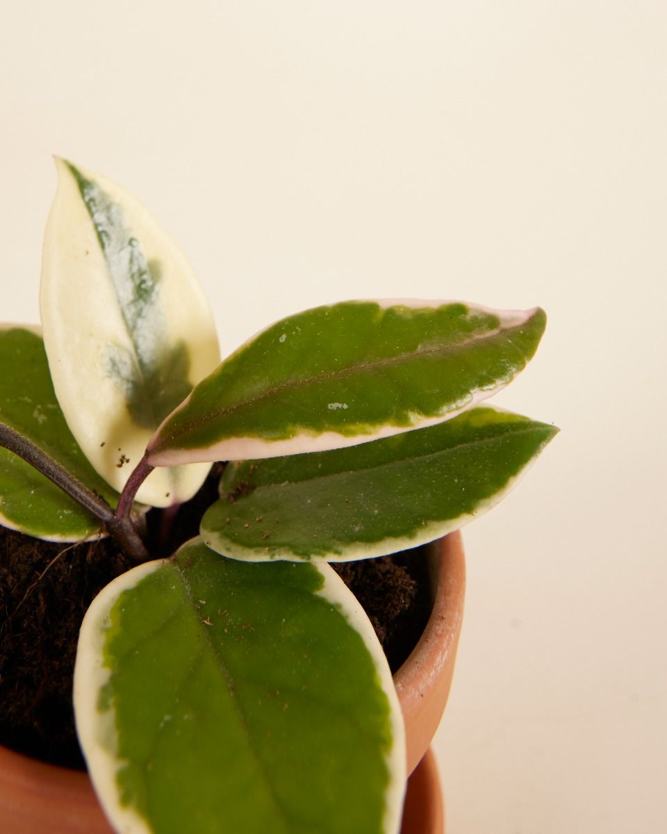 Baby Hoya Wachsblume Flamingo Dream 'Star of Java'