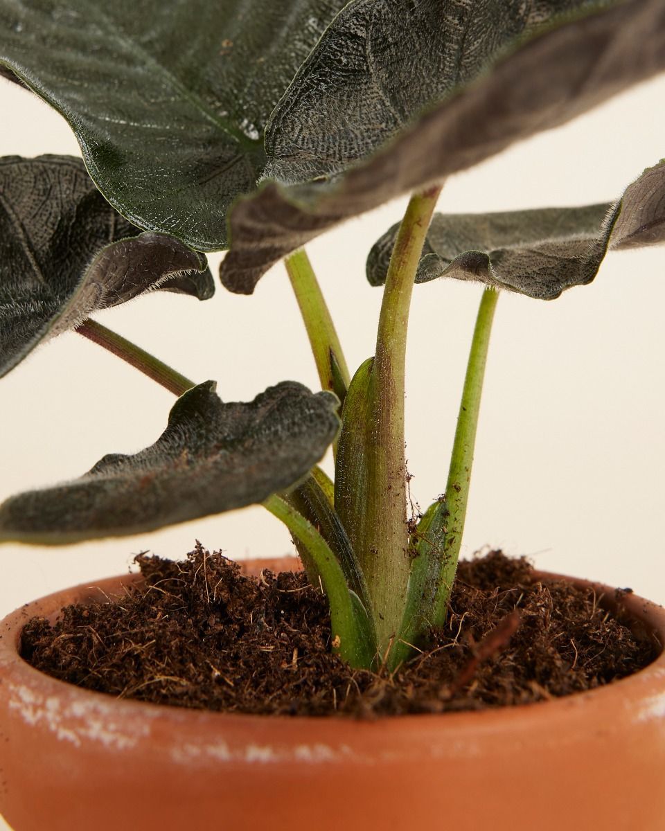 Baby Alocasia Elefantenohr Antoro Velvet