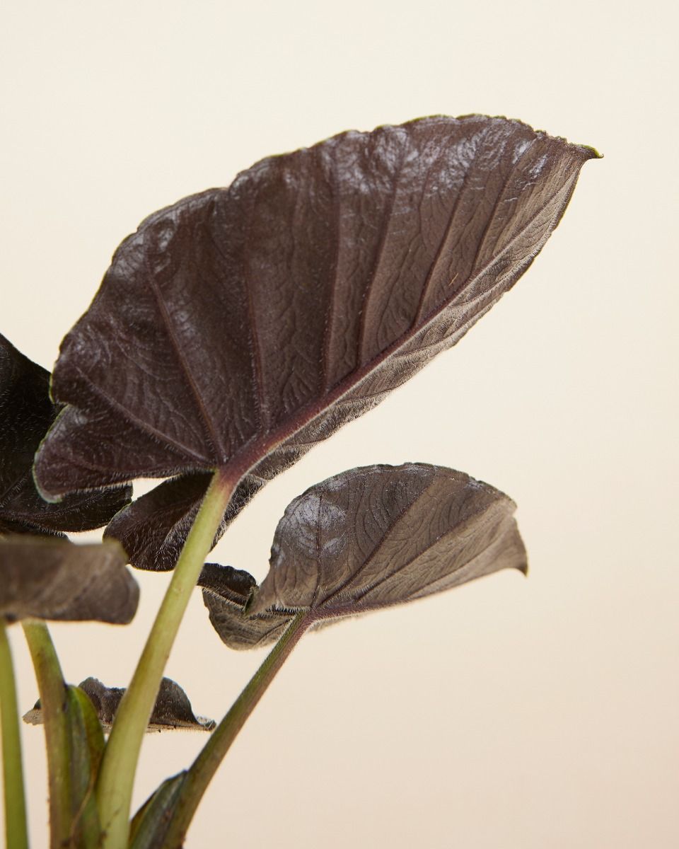 Baby Alocasia Elefantenohr Antoro Velvet