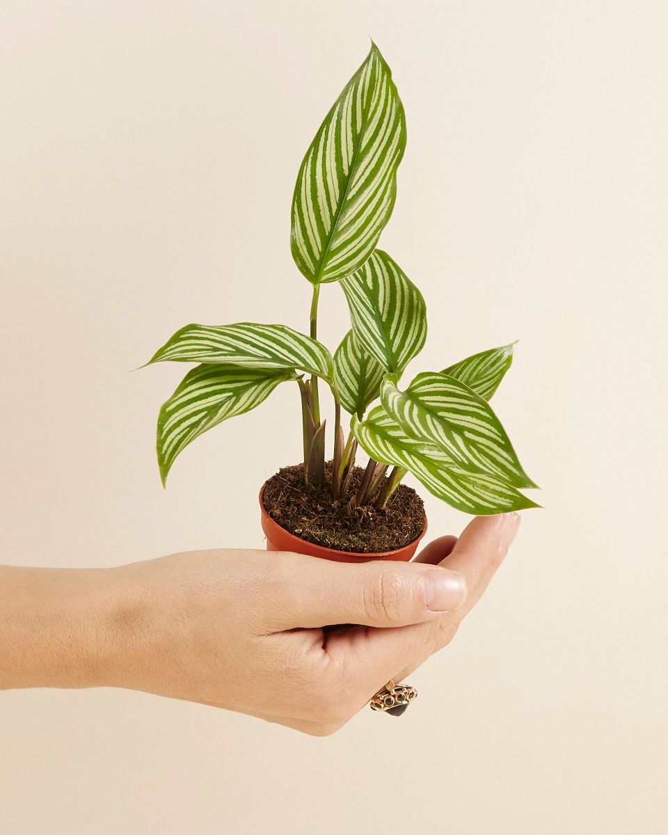 Baby Calathea Pfeilwurze Vittata