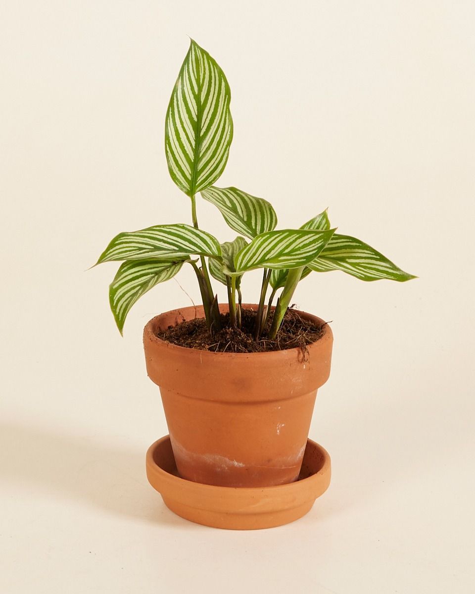 Baby Calathea Pfeilwurze Vittata