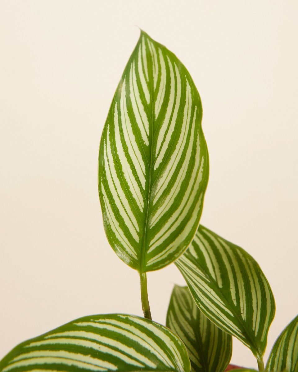 Baby Calathea Pfeilwurze Vittata