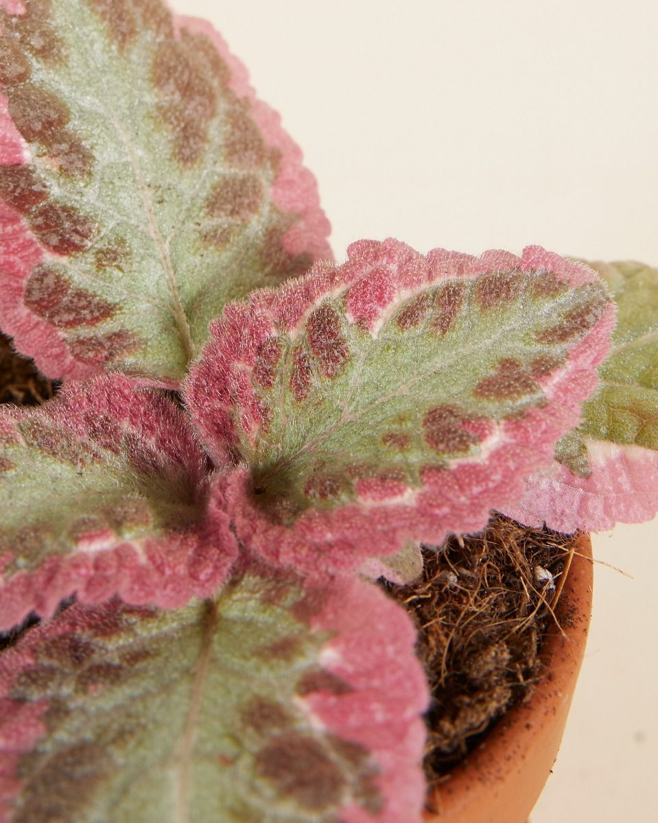 Baby Episcia Pink Brocade