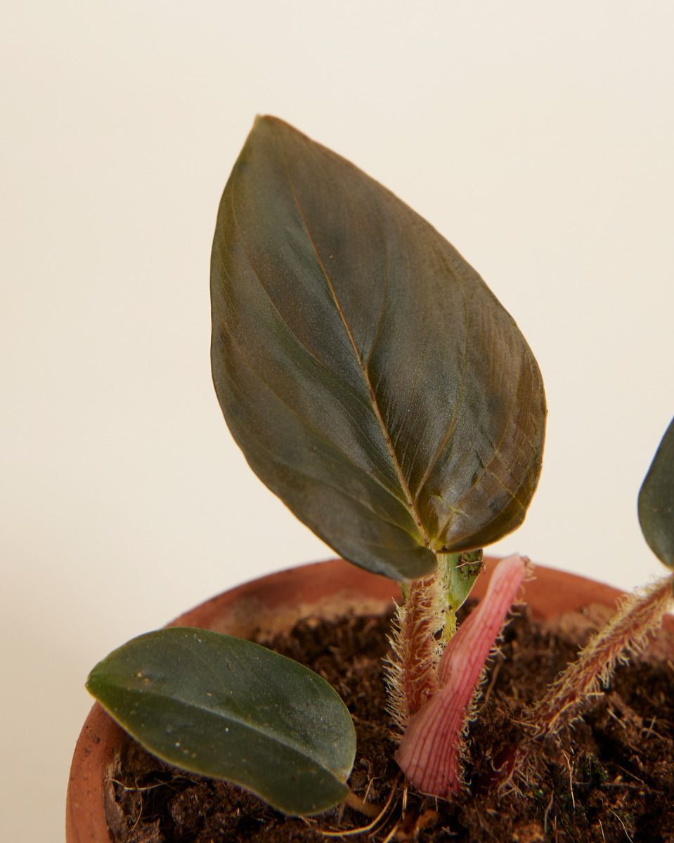 Baby Philodendron Squamicaule Red 