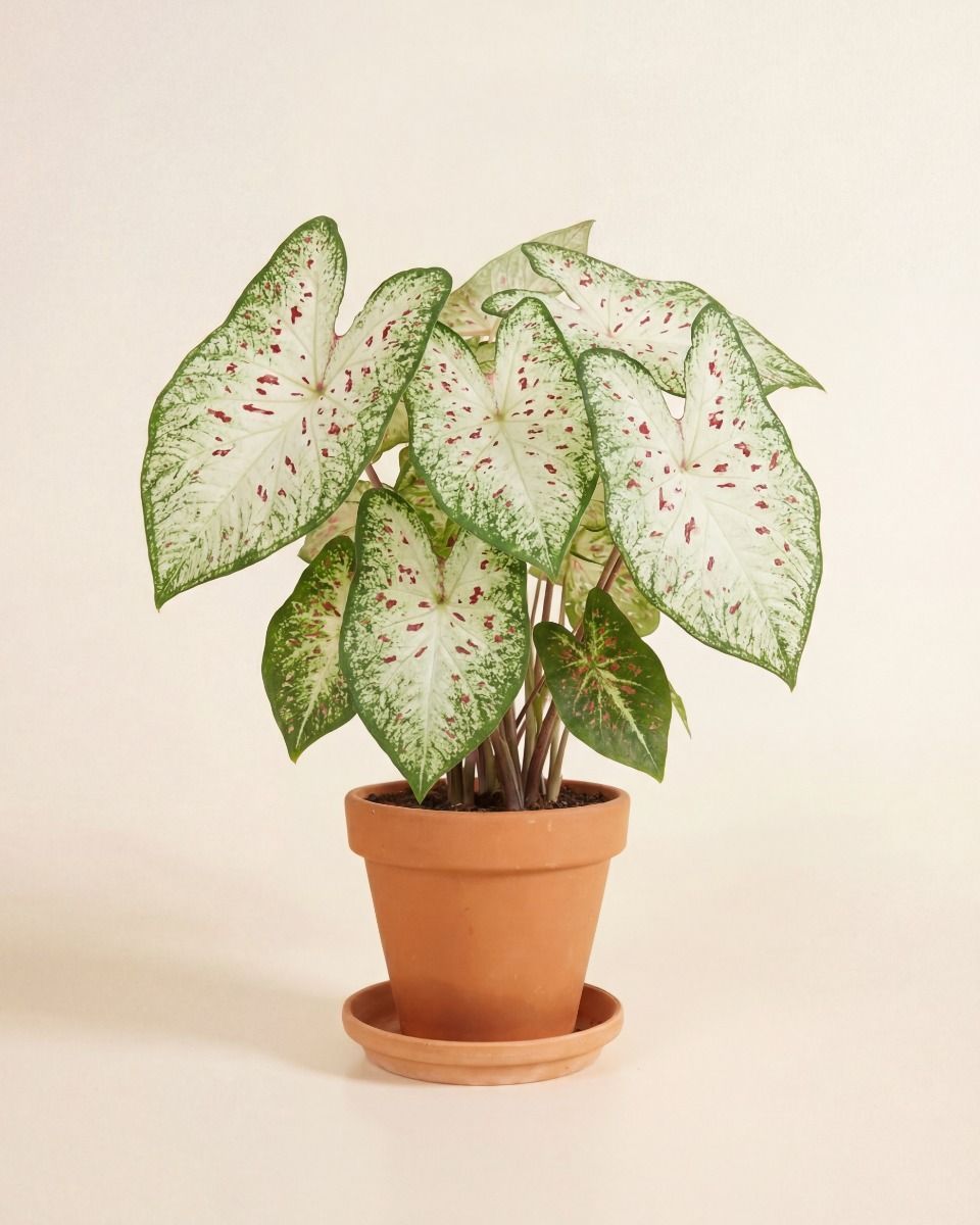 Baby Caladium Caladium Tuber - Gingerland