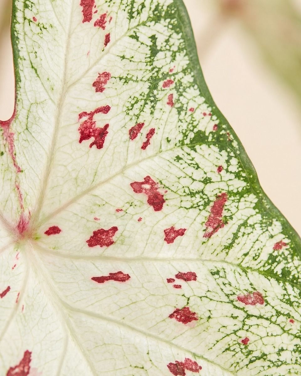 Baby Caladium Caladium Tuber - Gingerland