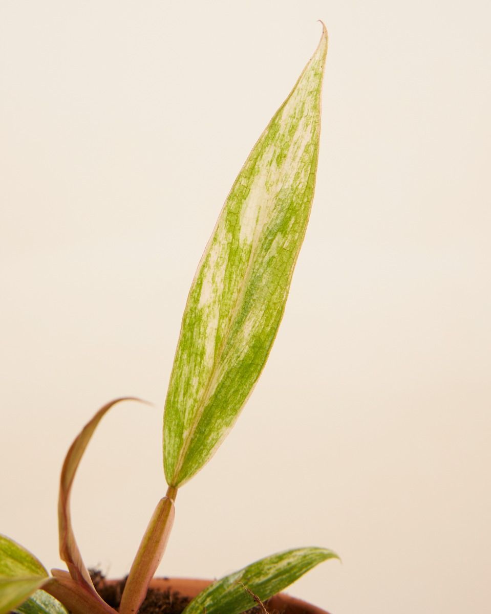 Baby Philodendron Caramel Marble