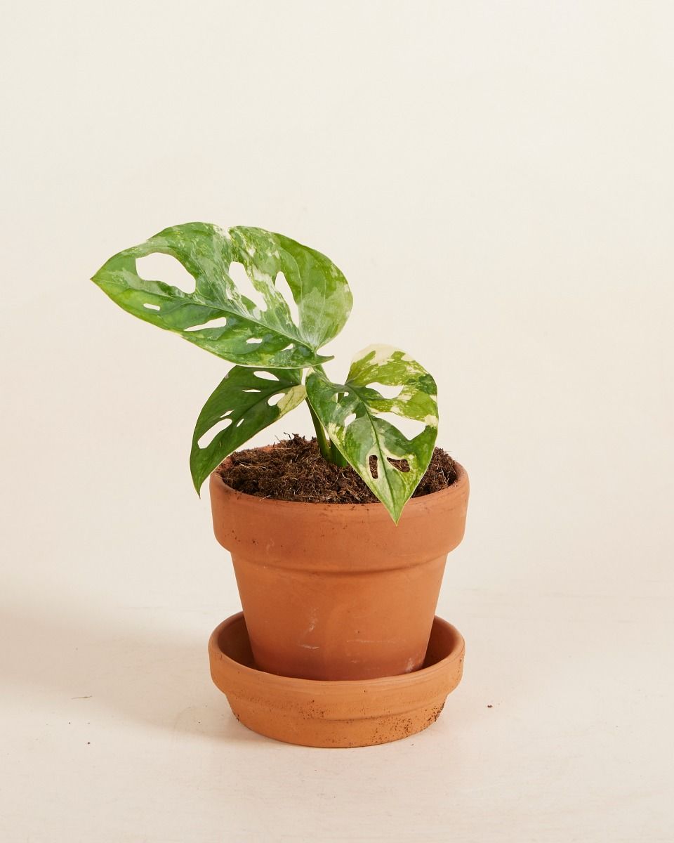 Baby Monstera Adansonii Variegated