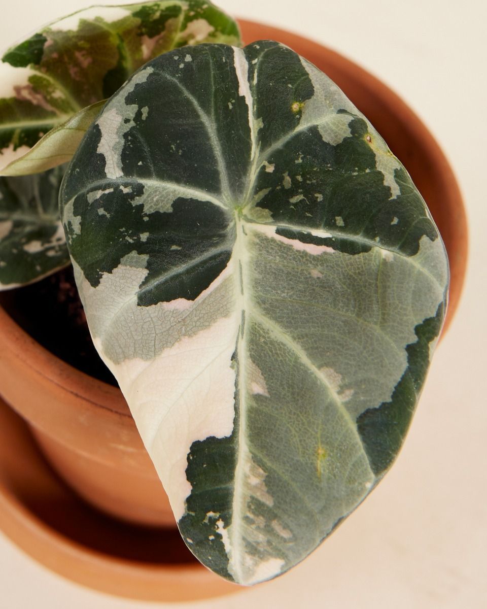 Baby Alocasia Elephant Ear Black Velvet Pink Albo Variegated 