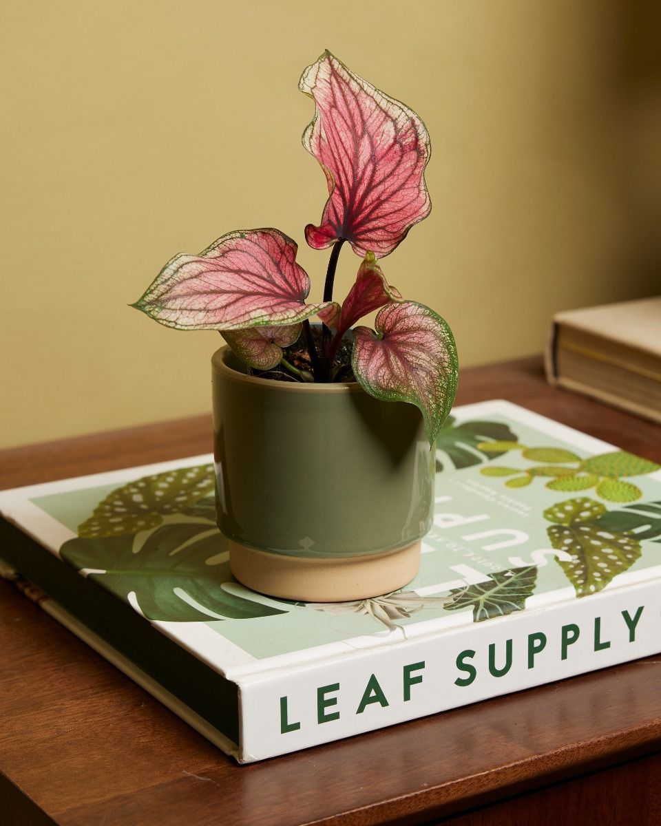 Baby Caladium Lucia