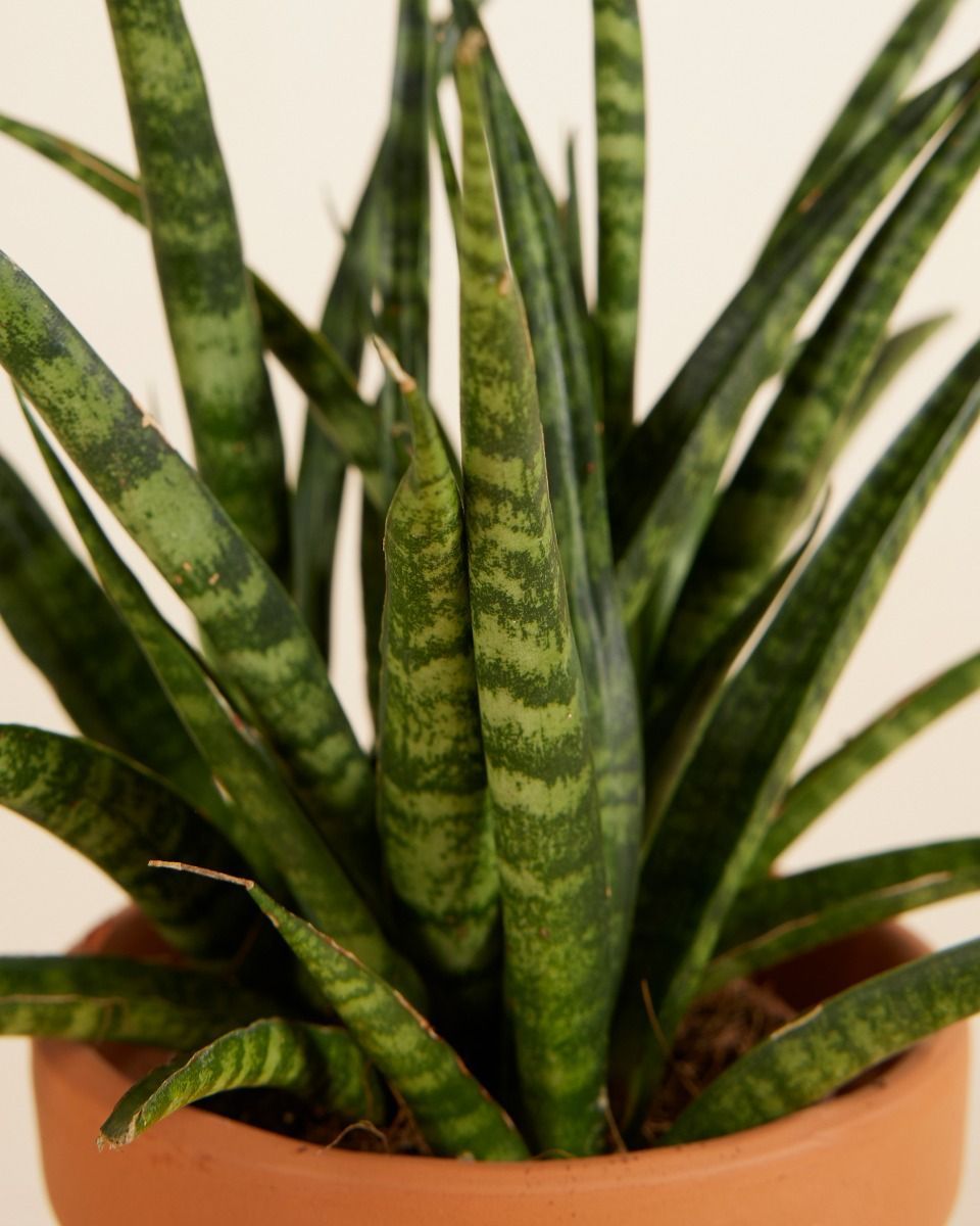 Baby Sansevieria Snake plant Fernwood Punk