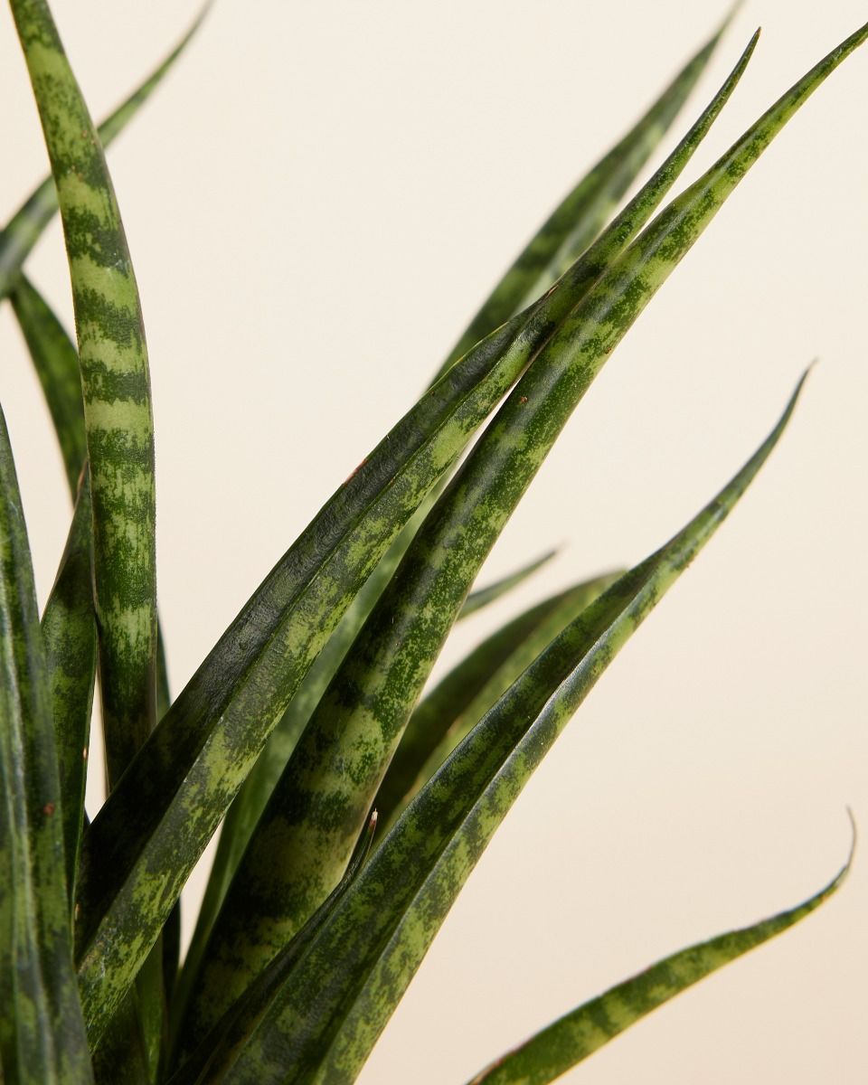 Baby Sansevieria Snake plant Fernwood Punk