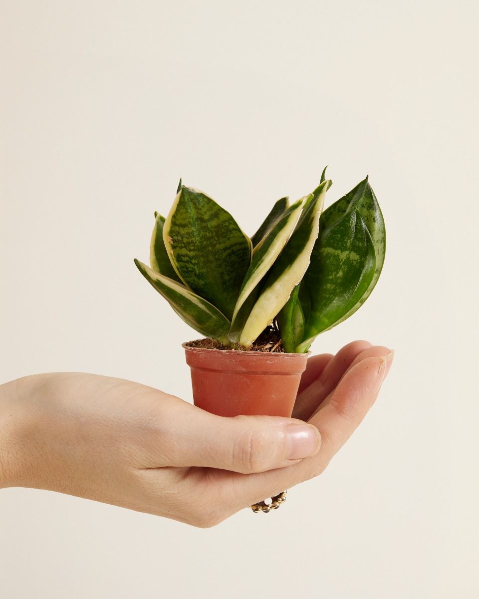 Baby Sansevieria Nest-Sansevierie Golden Edge Hahni