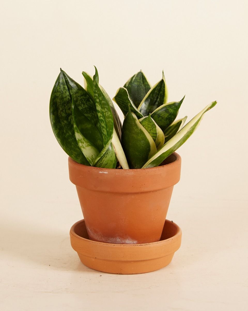 Baby Sansevieria Nest-Sansevierie Golden Edge Hahni