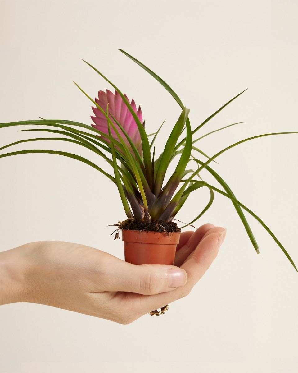 Baby Tillandsia Air plant Cyanea