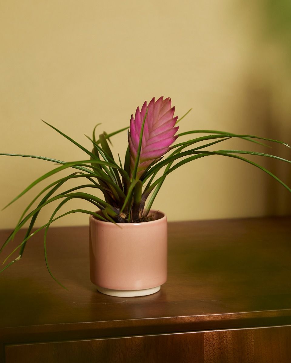 Baby Tillandsia Air plant Cyanea