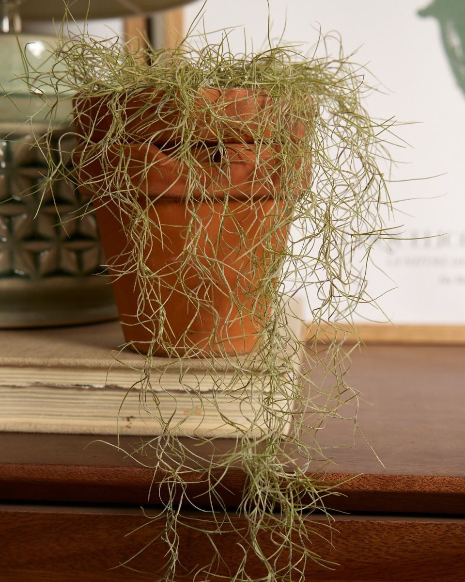 Baby Tillandsia Spanisches Moos Usneoidus
