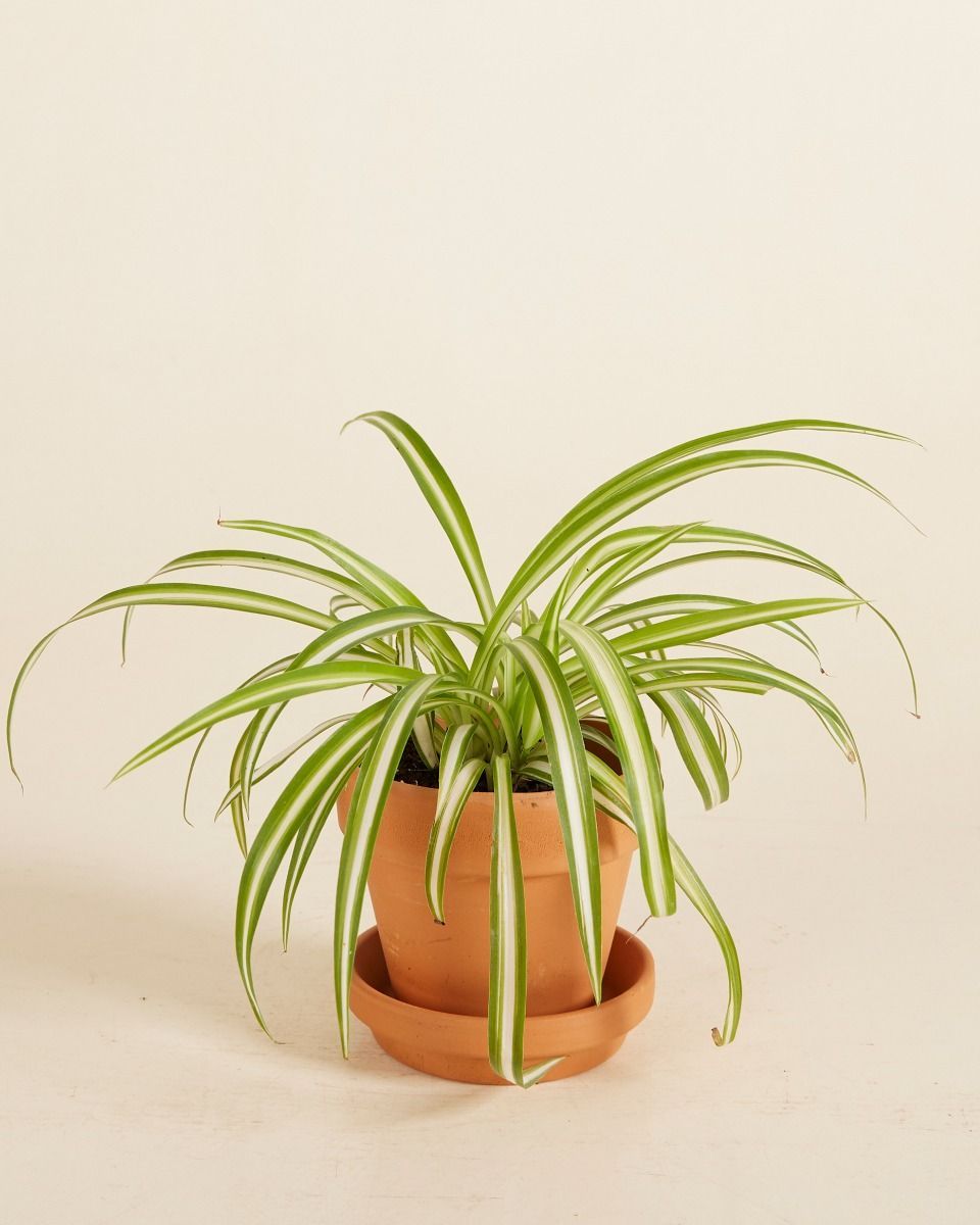 Baby Chlorophytum Comosum Variegatum