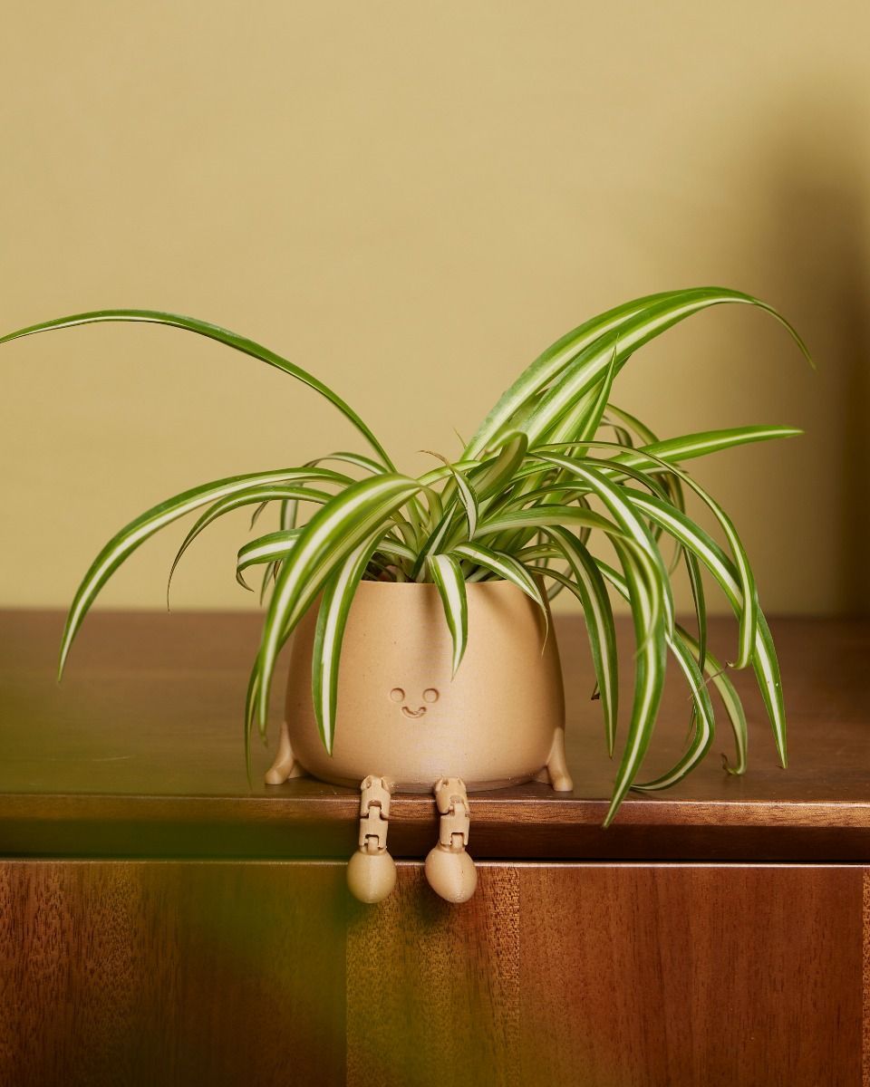 Baby Chlorophytum Comosum Variegatum