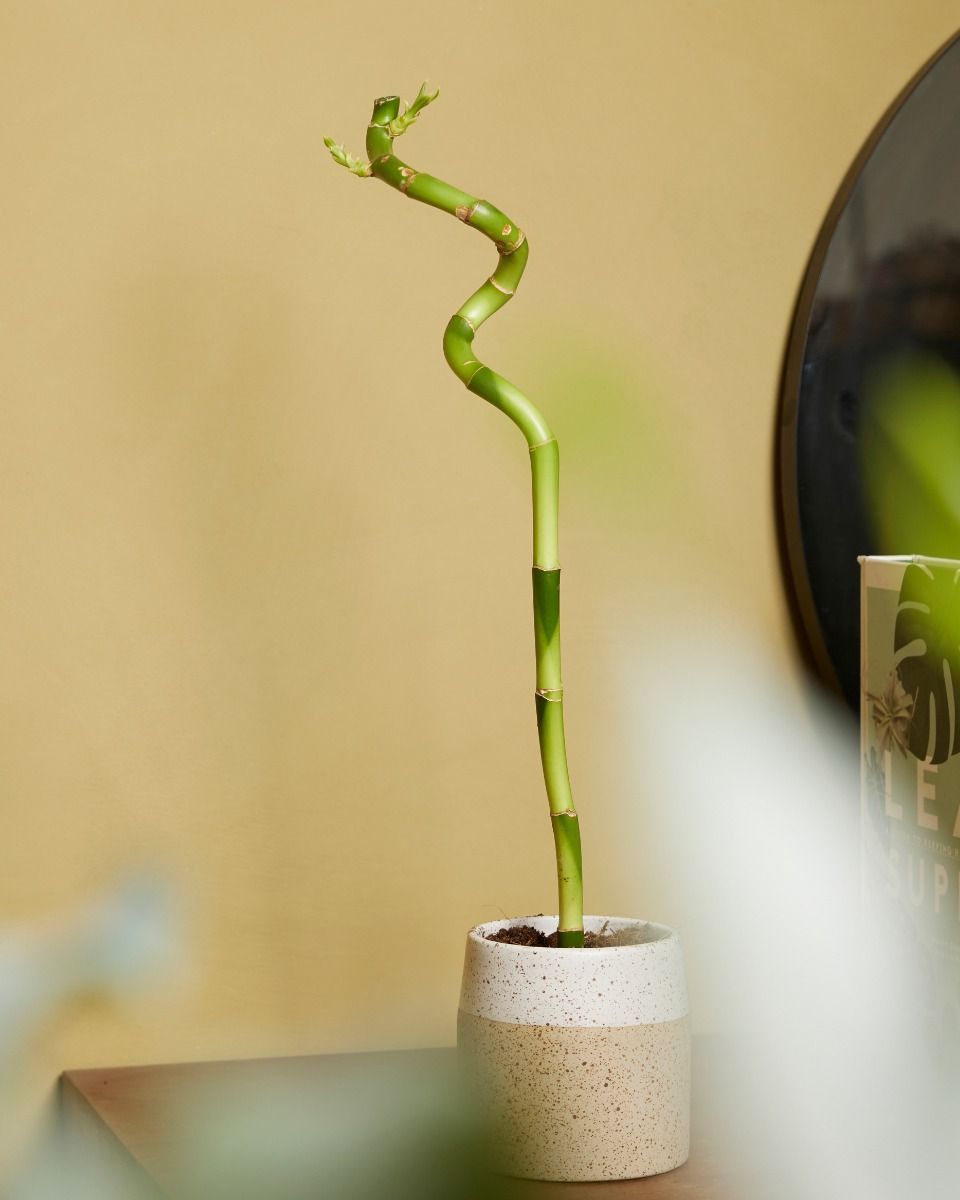 Baby Dracaena Glücksbambus Sanderiana