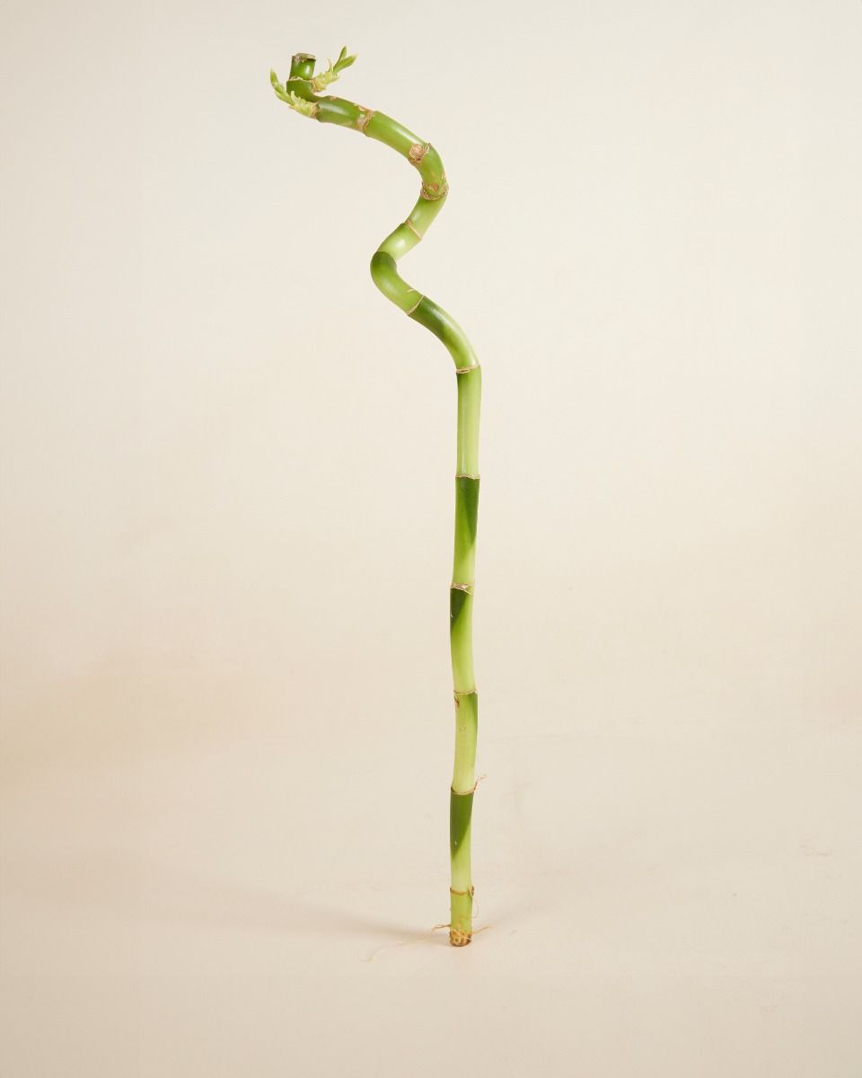 Baby Dracaena Glücksbambus Sanderiana
