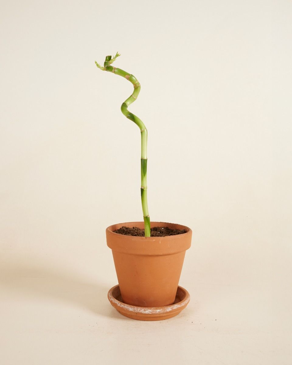 Baby Dracaena Glücksbambus Sanderiana