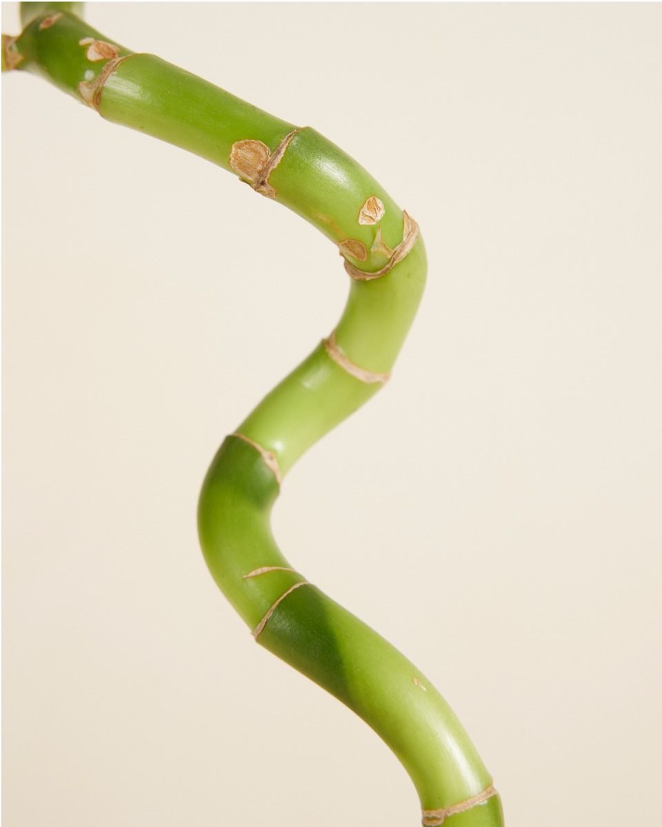 Baby Dracaena Glücksbambus Sanderiana