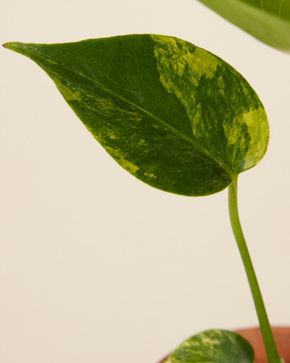Baby Monstera Panachiertes Fensterblatt Deliciosa Aurea