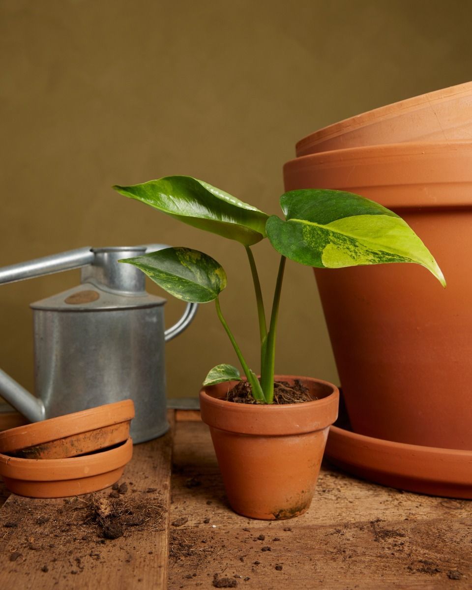 Baby Monstera Panachiertes Fensterblatt Deliciosa Aurea