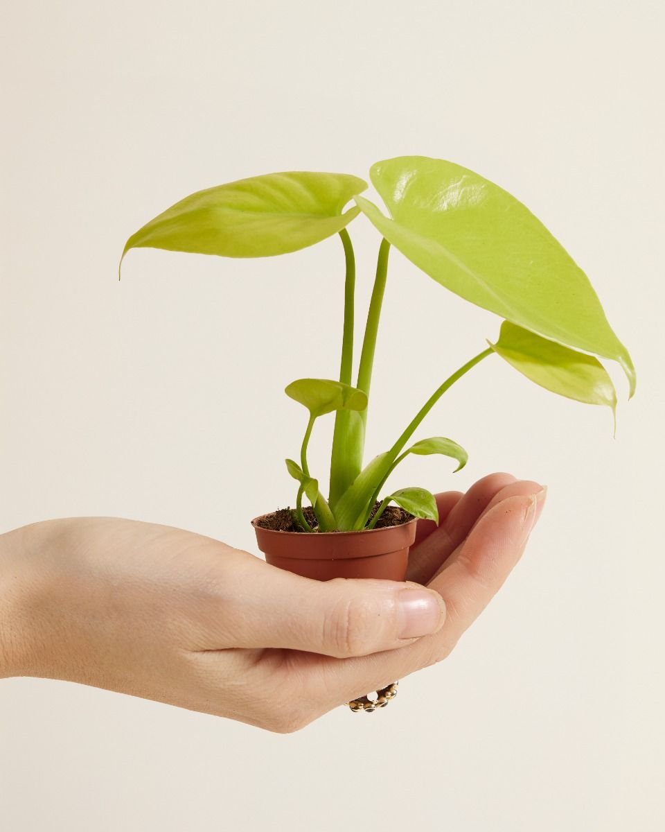 Baby Monstera Goldene Monstera Deliciosa Golden