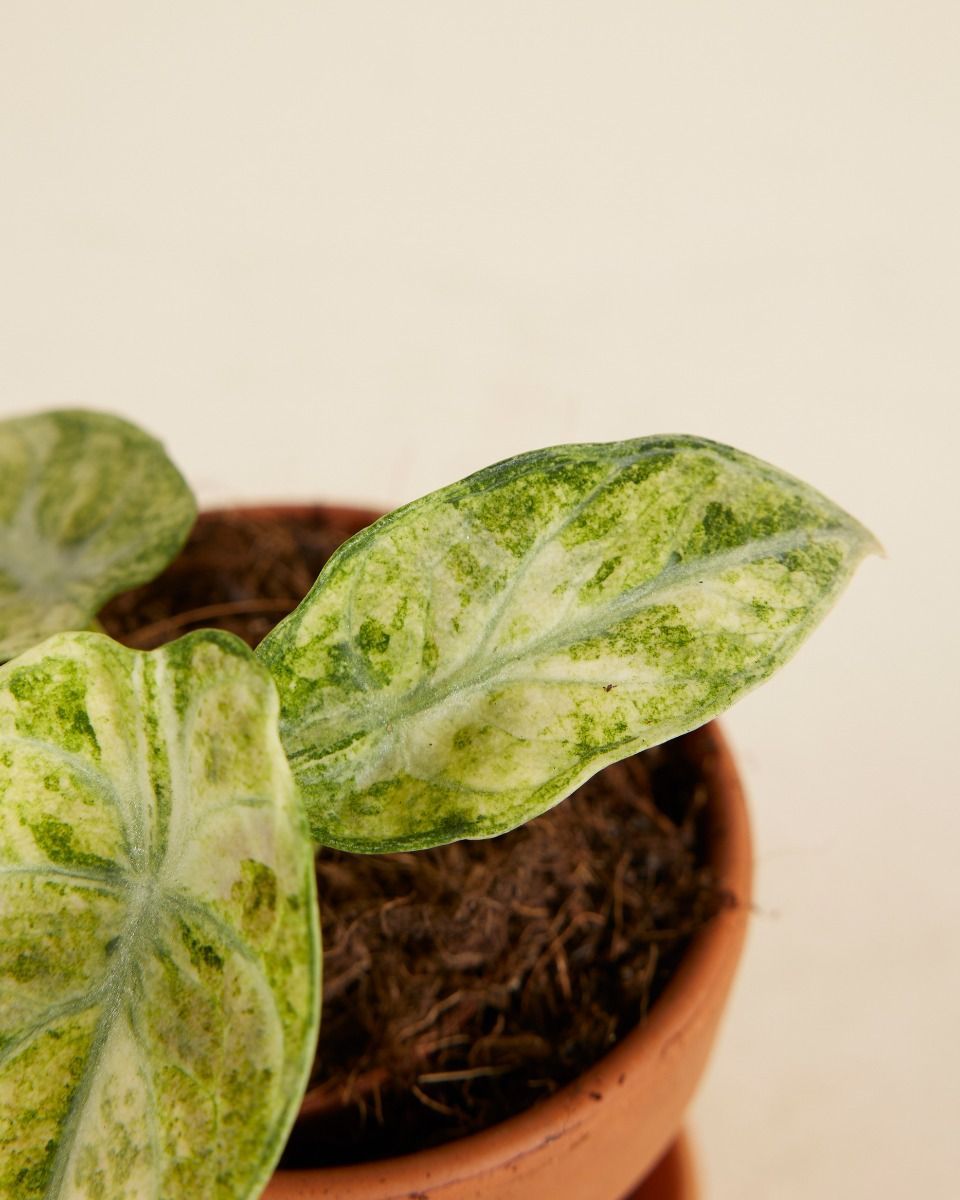 Baby Alocasia Elefantenohr Ninja Tricolor
