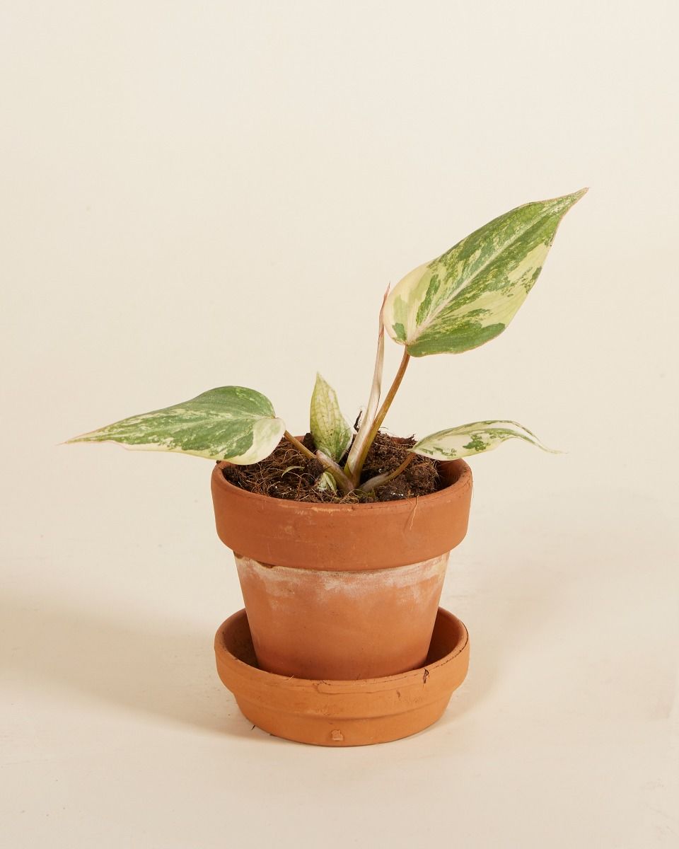 Baby Philodendron Samtblatt-Philodendron Gloriosum Variegata