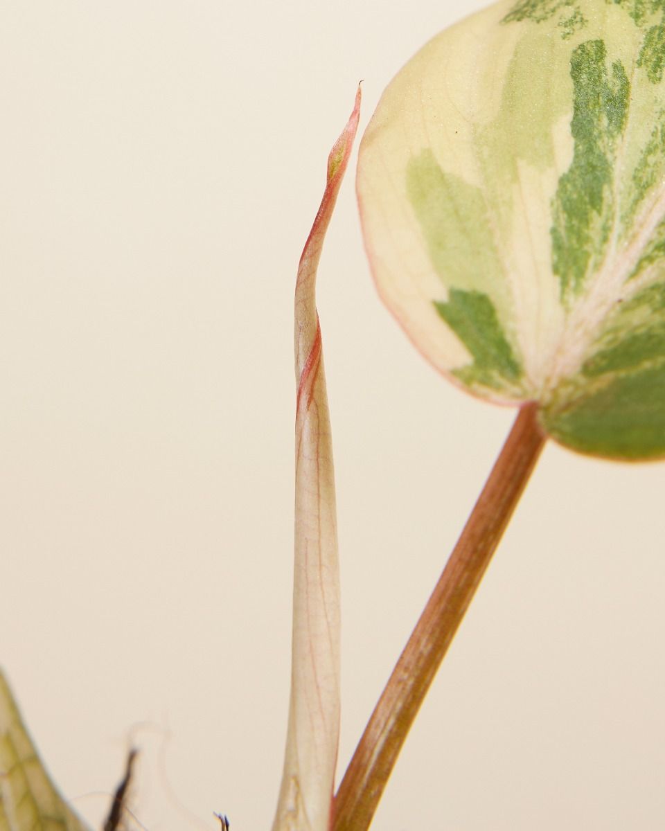Baby Philodendron Samtblatt-Philodendron Gloriosum Variegata