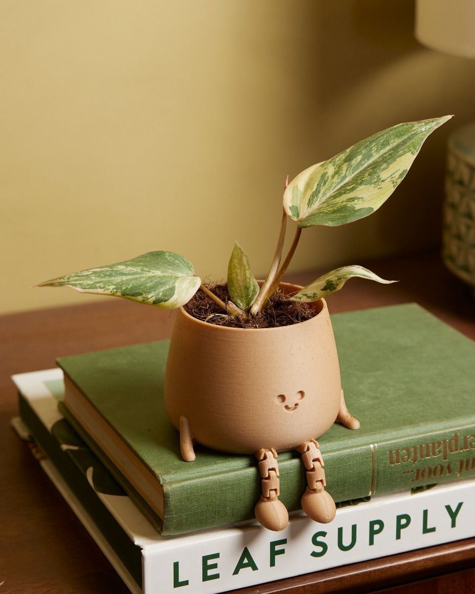 Baby Philodendron Samtblatt-Philodendron Gloriosum Variegata