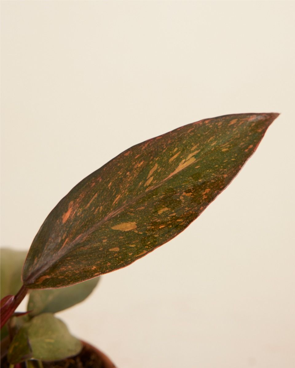 Baby Philodendron Orange Leaf Philodendron Orange Princess Variegata