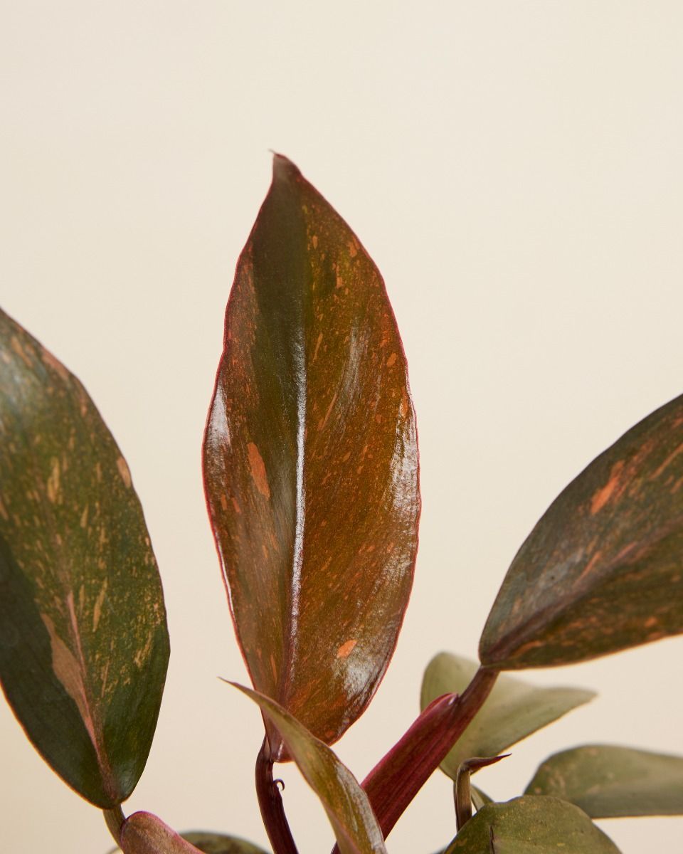 Baby Philodendron Orange Leaf Philodendron Orange Princess Variegata