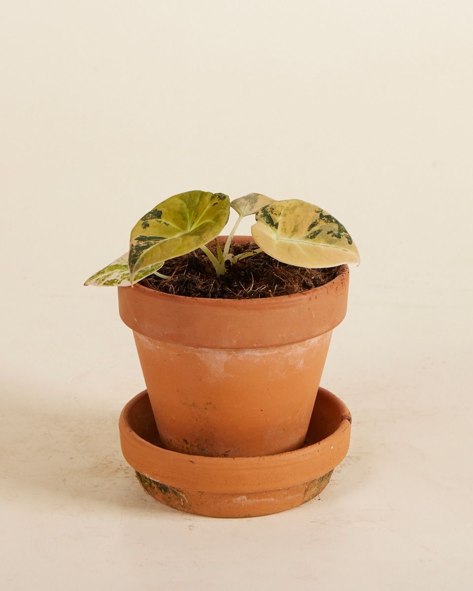 Baby Alocasia Schwarzes Samt-Elefantenohr Black Velvet Aurea