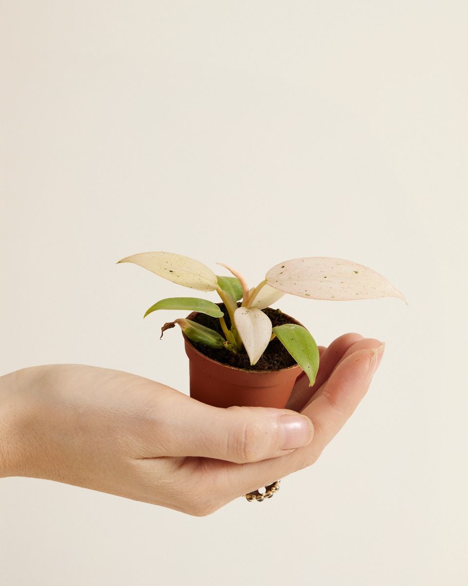 Baby Philodendron Samtblatt-Philodendron Whipple Way