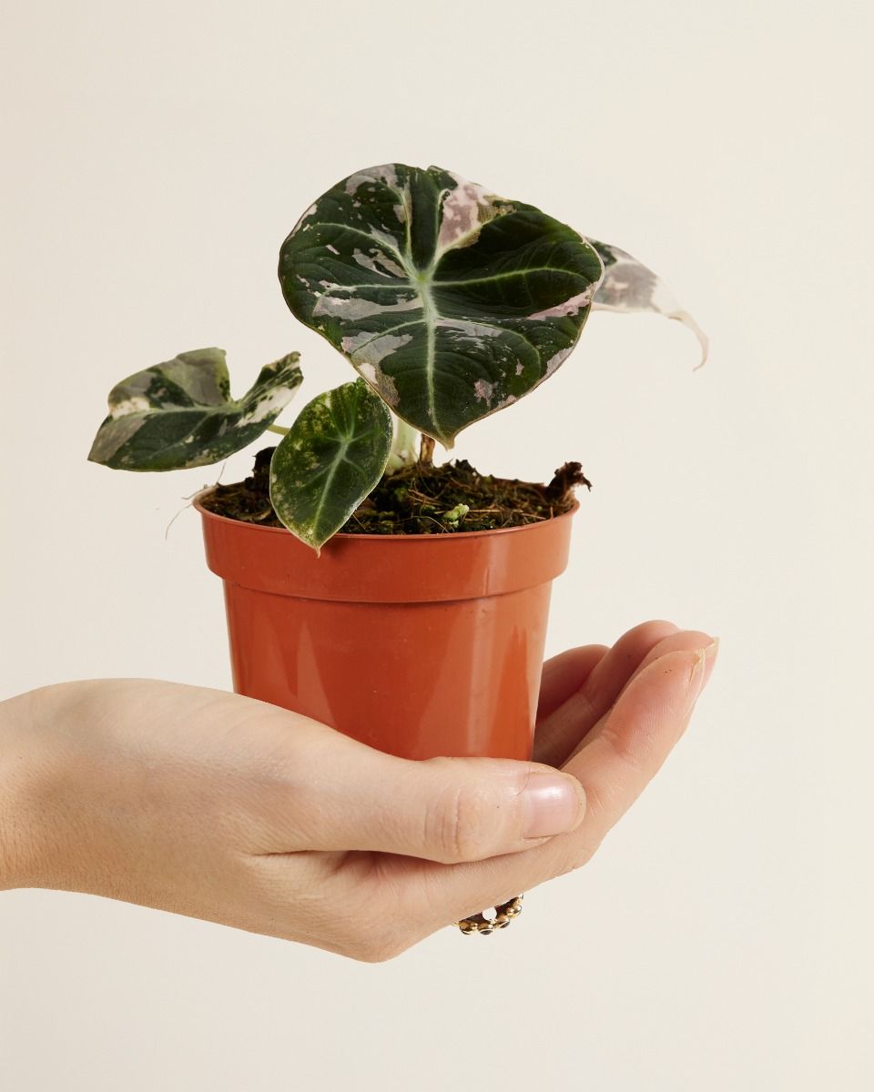 Baby Alocasia Rosa Elefantenohr Black Velvet Pink