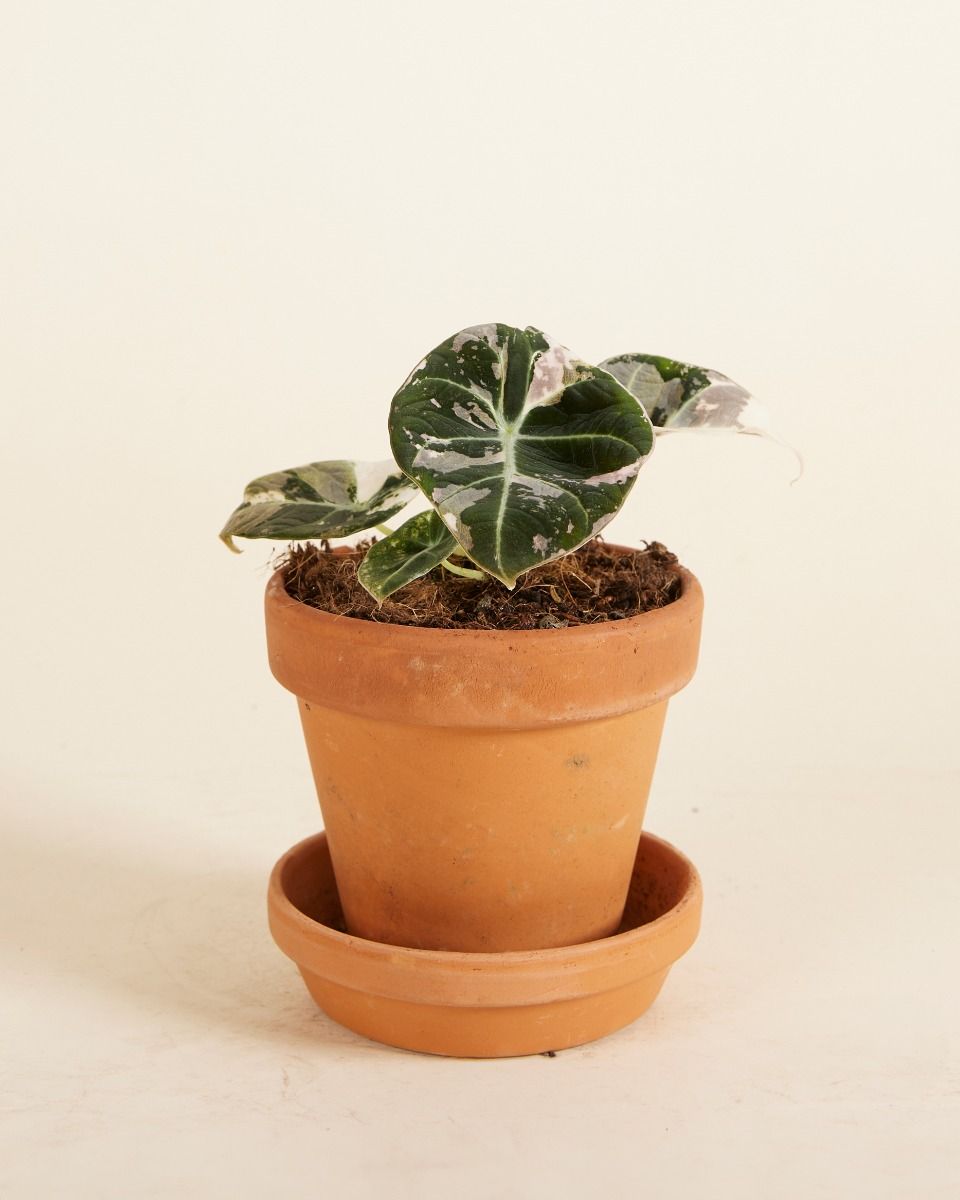 Baby Alocasia Rosa Elefantenohr Black Velvet Pink