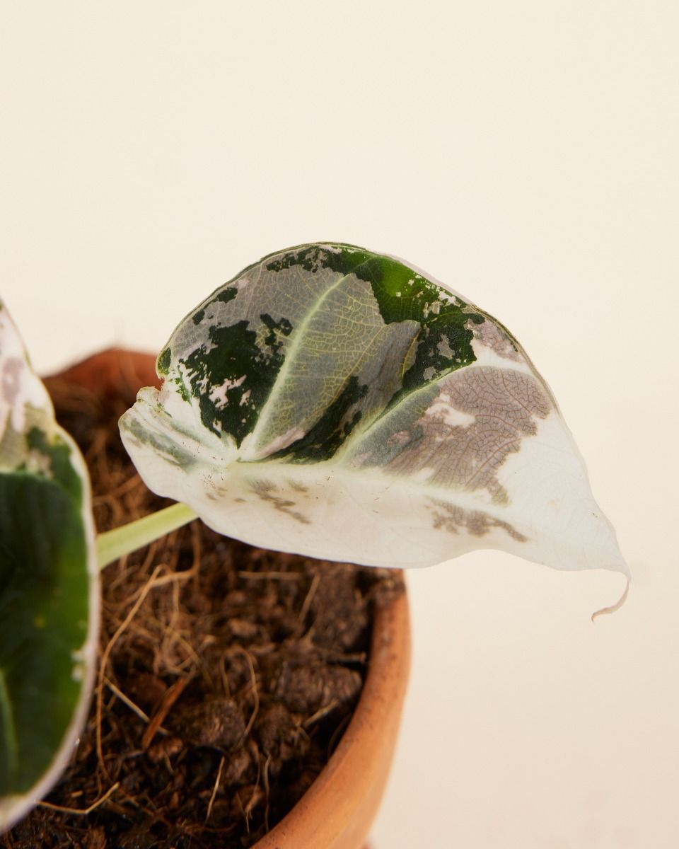 Baby Alocasia Rosa Elefantenohr Black Velvet Pink