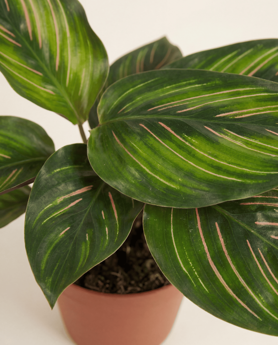 Baby Calathea Pfeilwurz Mieli