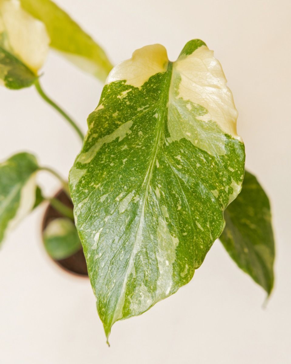 Baby Monstera Fensterblatt Thai Constellation NoID