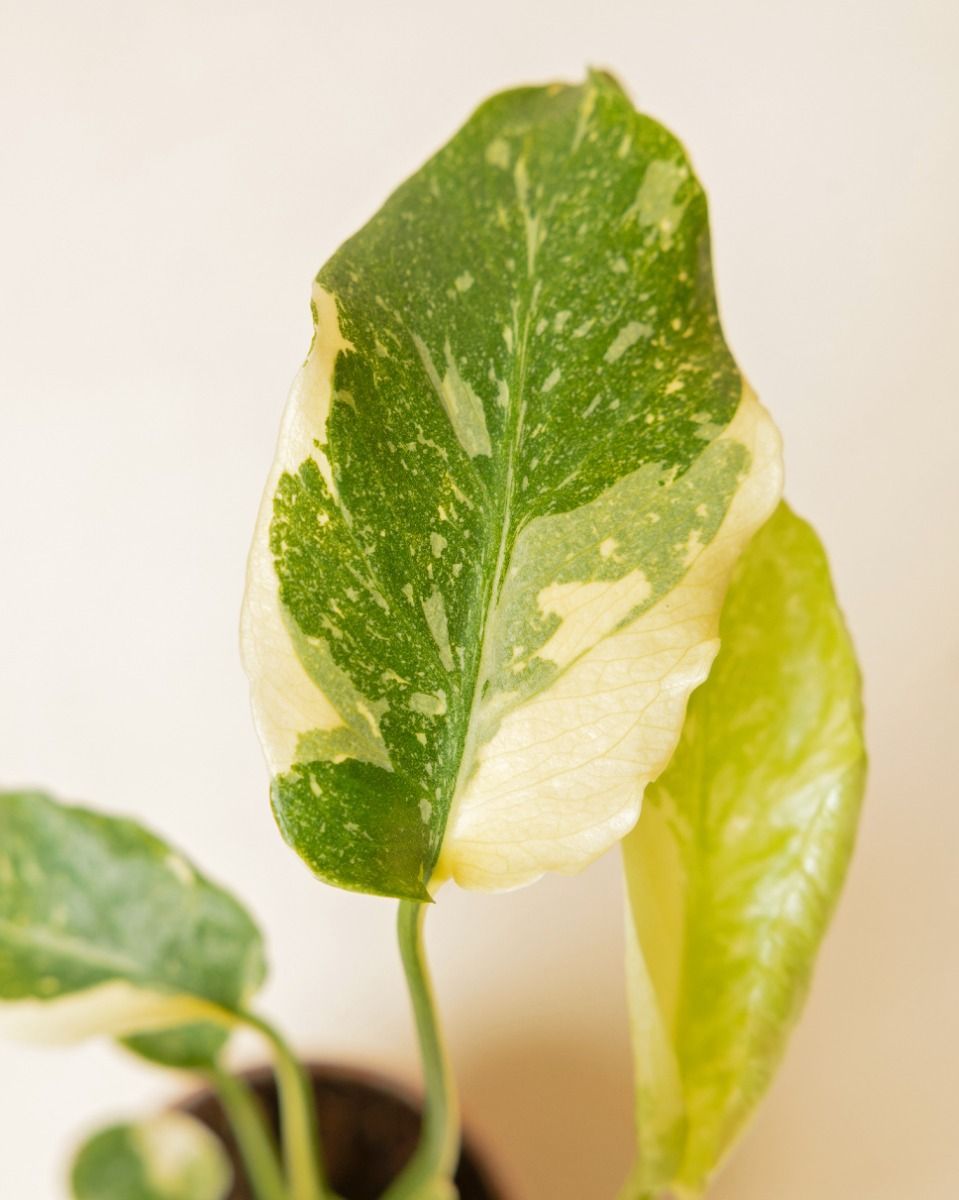 Baby Monstera Fensterblatt Thai Constellation NoID