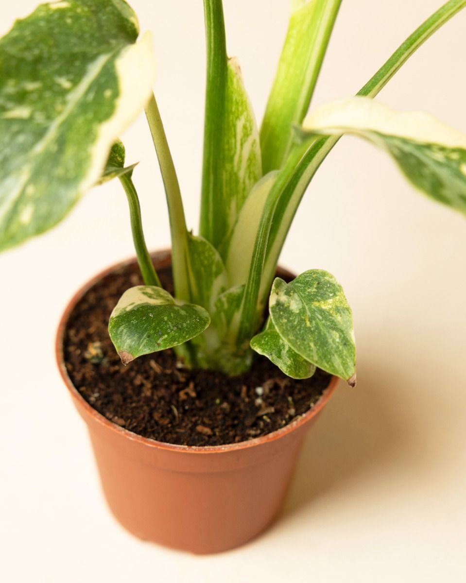 Baby Monstera Fensterblatt Thai Constellation NoID