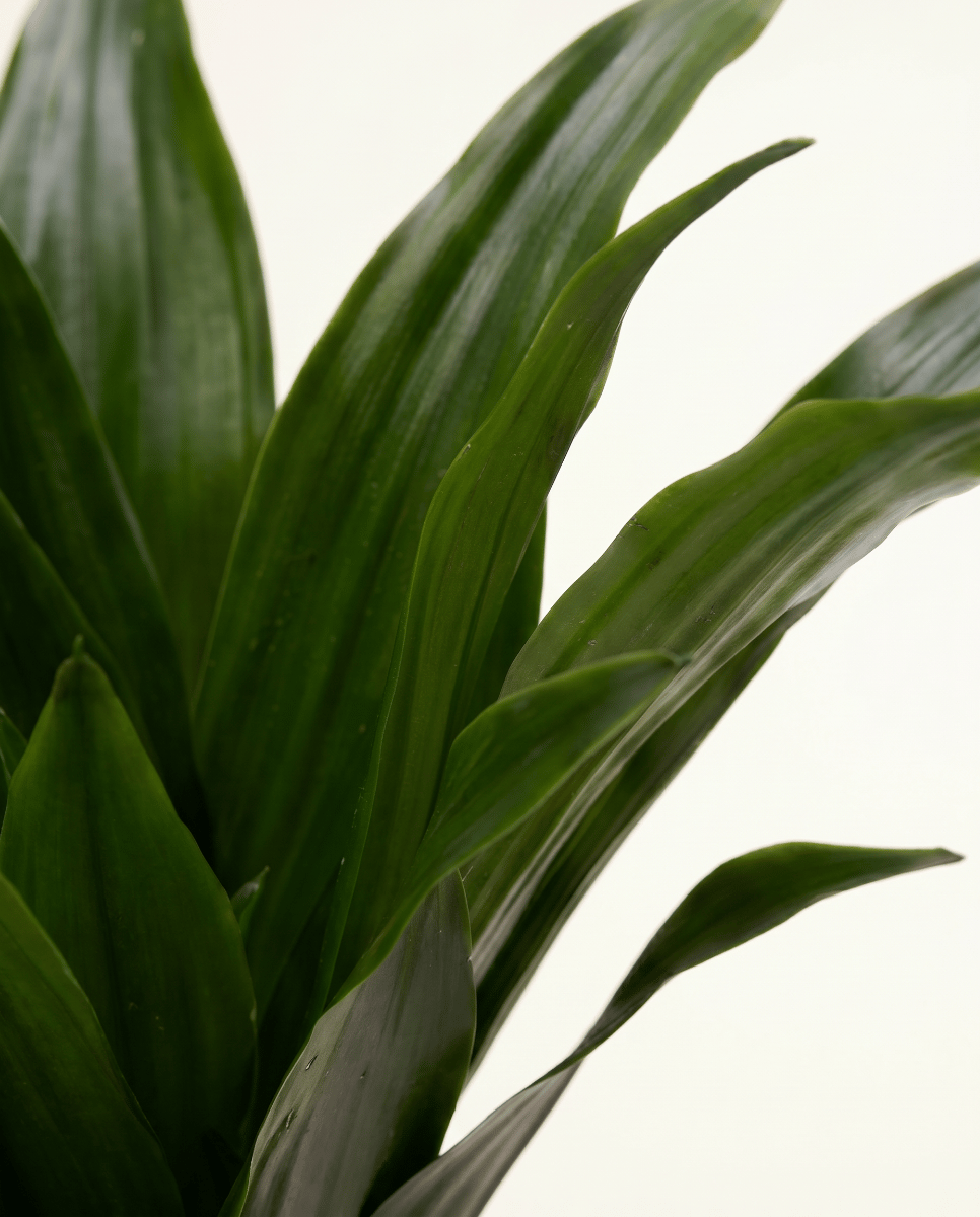 Baby Dracaena Drachenbäume Janet Craig